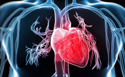 Objawy i przyczyny kardiomiopatii. Fotografia: telegraph.co.uk.